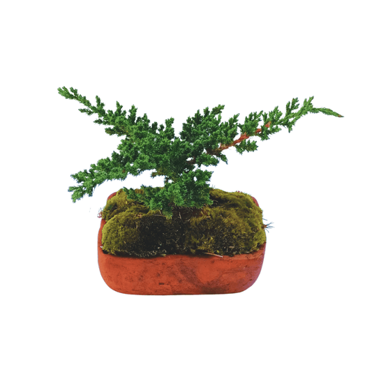 Junípero azul bonsai - Vivo Interior