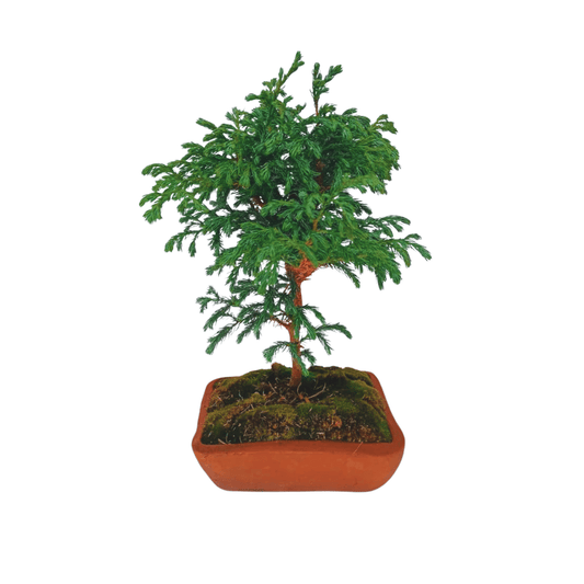 Junípero boulevard bonsai - Vivo Interior