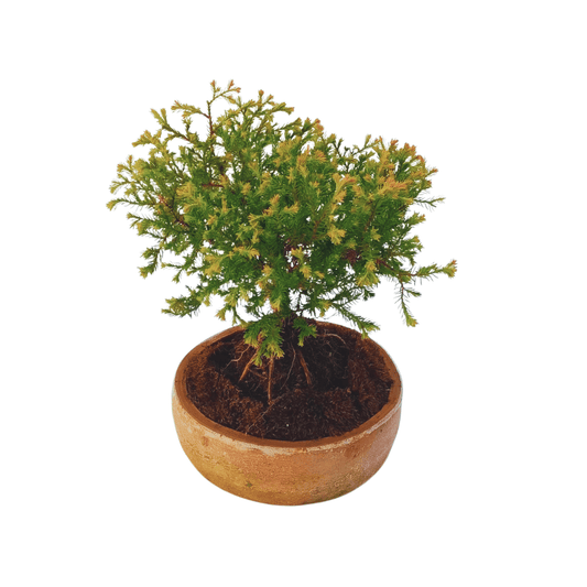 Junípero oro viejo bonsai - Vivo Interior