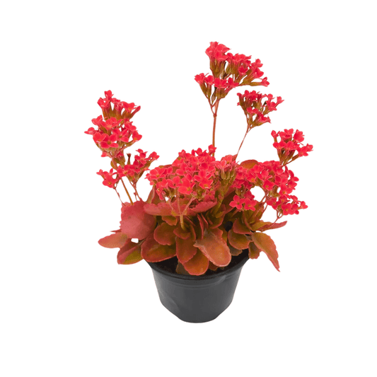 Kalancho - Vivo Interior