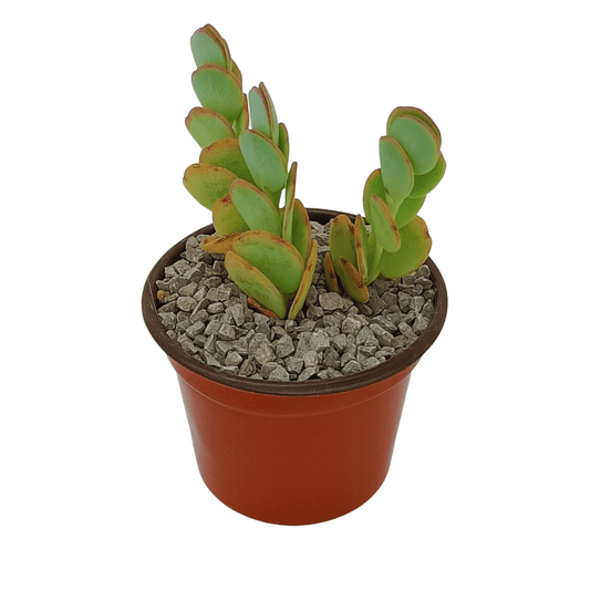 Kalancho Marnieriana - Vivo Interior