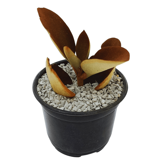 Kalancho Orygalis - Vivo Interior