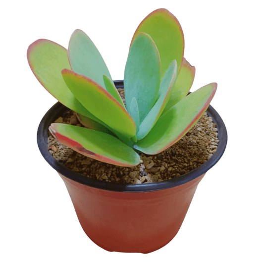 Kalancho Thyrsiflora - Vivo Interior