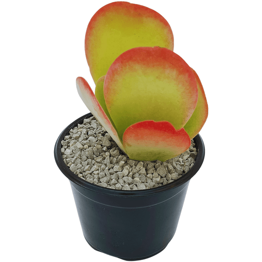 Kalancho Thyrsiflora - Vivo Interior