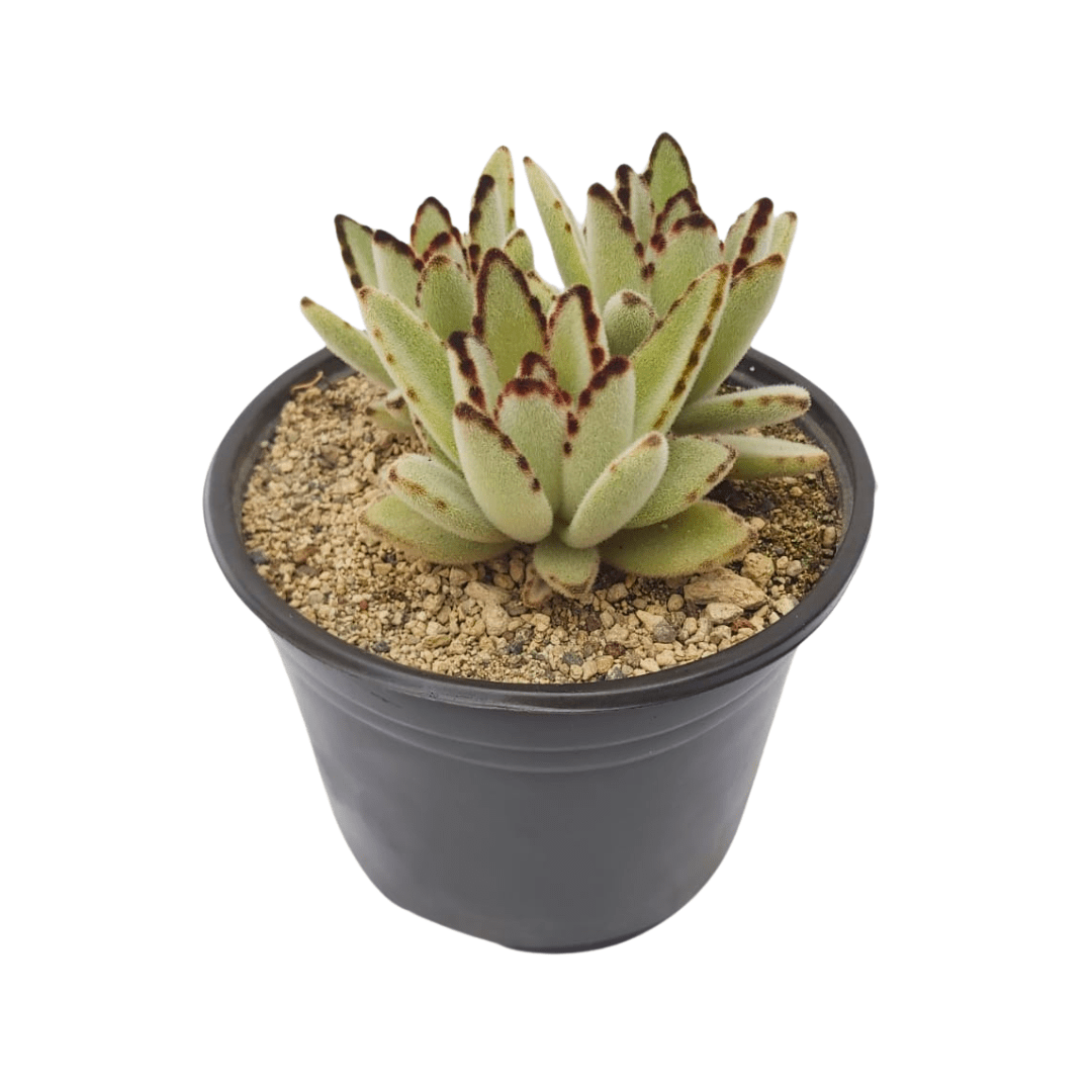 Kalancho Tomentosa - Vivo Interior