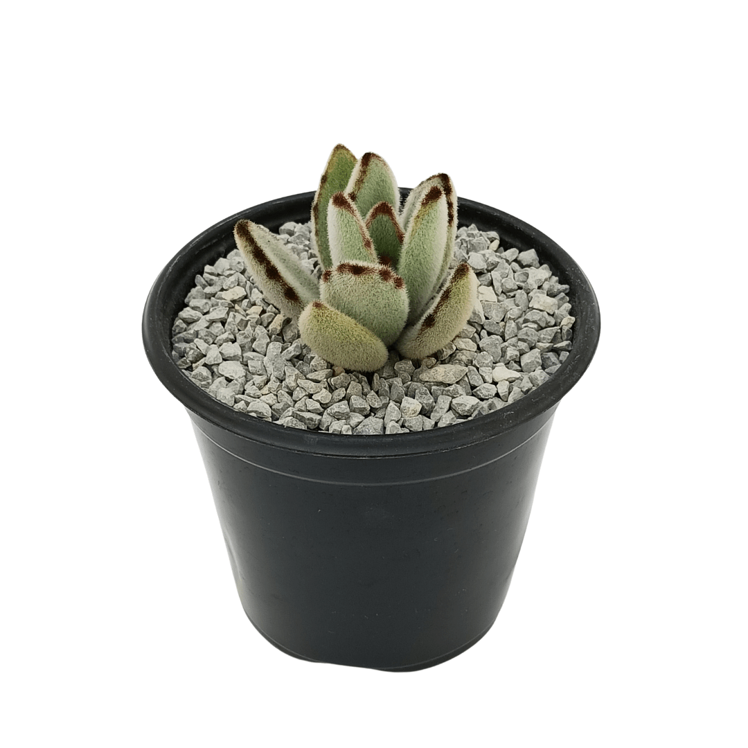 Kalancho Tomentosa - Vivo Interior