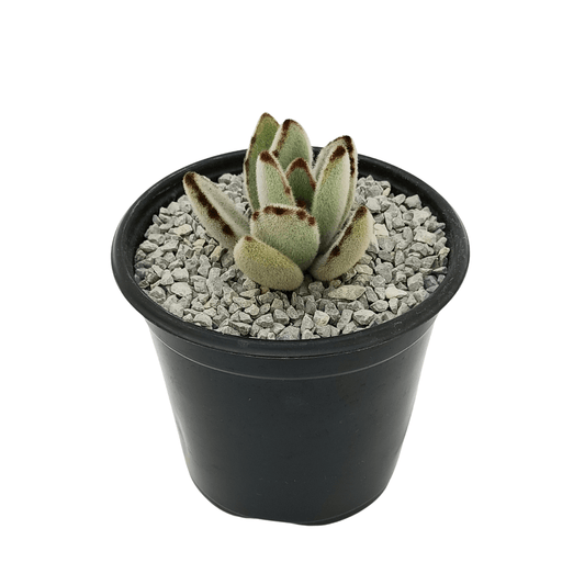 Kalancho Tomentosa - Vivo Interior