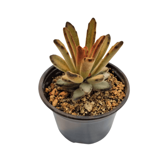 Kalancho Tomentosa Chocolate - Vivo Interior