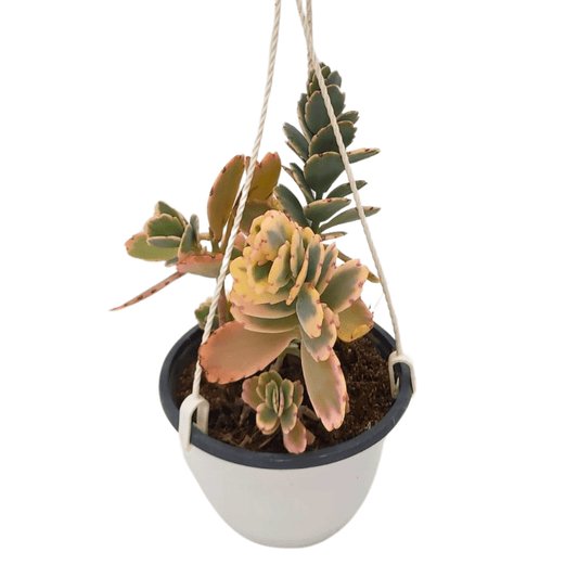 Kalanchoe Fedtschenkoi - Vivo Interior