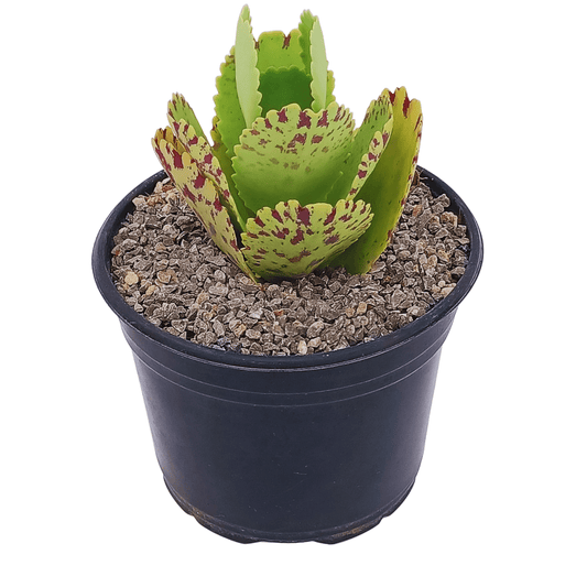 Kalanchoe Marmorata - Vivo Interior