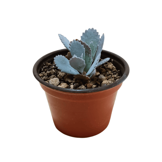 Kalanchoe Pumila - Vivo Interior