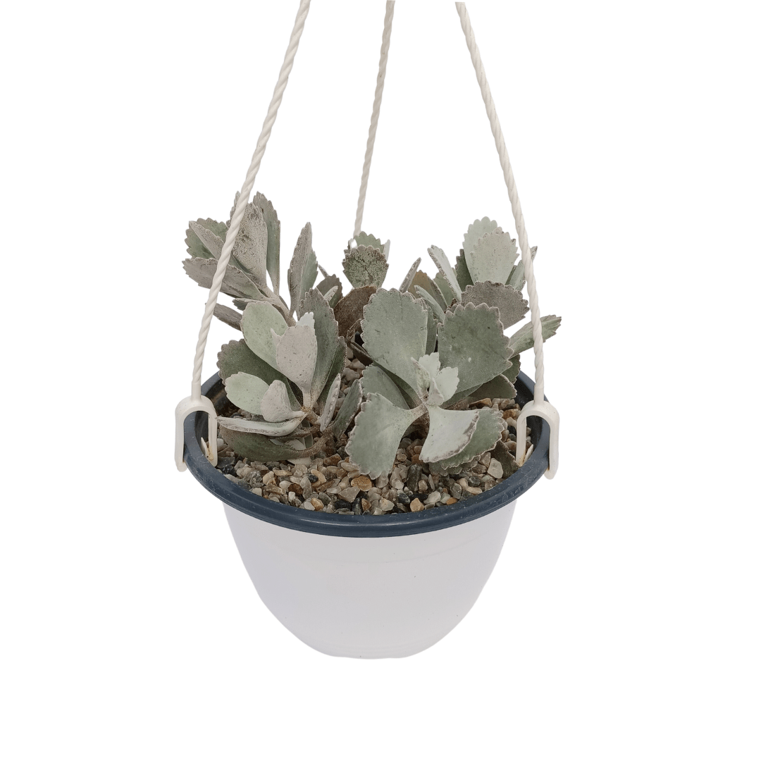 Kalanchoe pumila en maceta con hojas plateadas y flores violetas