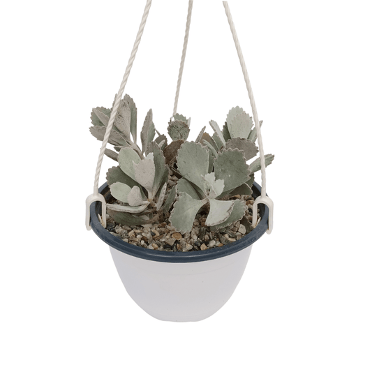 Kalanchoe pumila en maceta con hojas plateadas y flores violetas