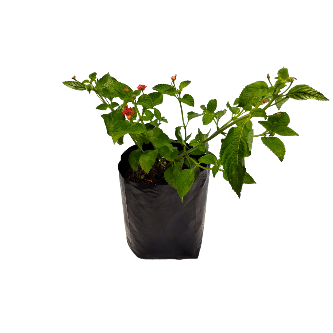 Lantana - Vivo Interior