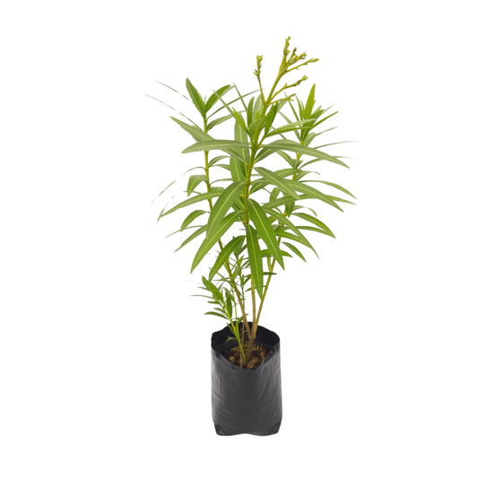 Laurel de flor - Vivo Interior