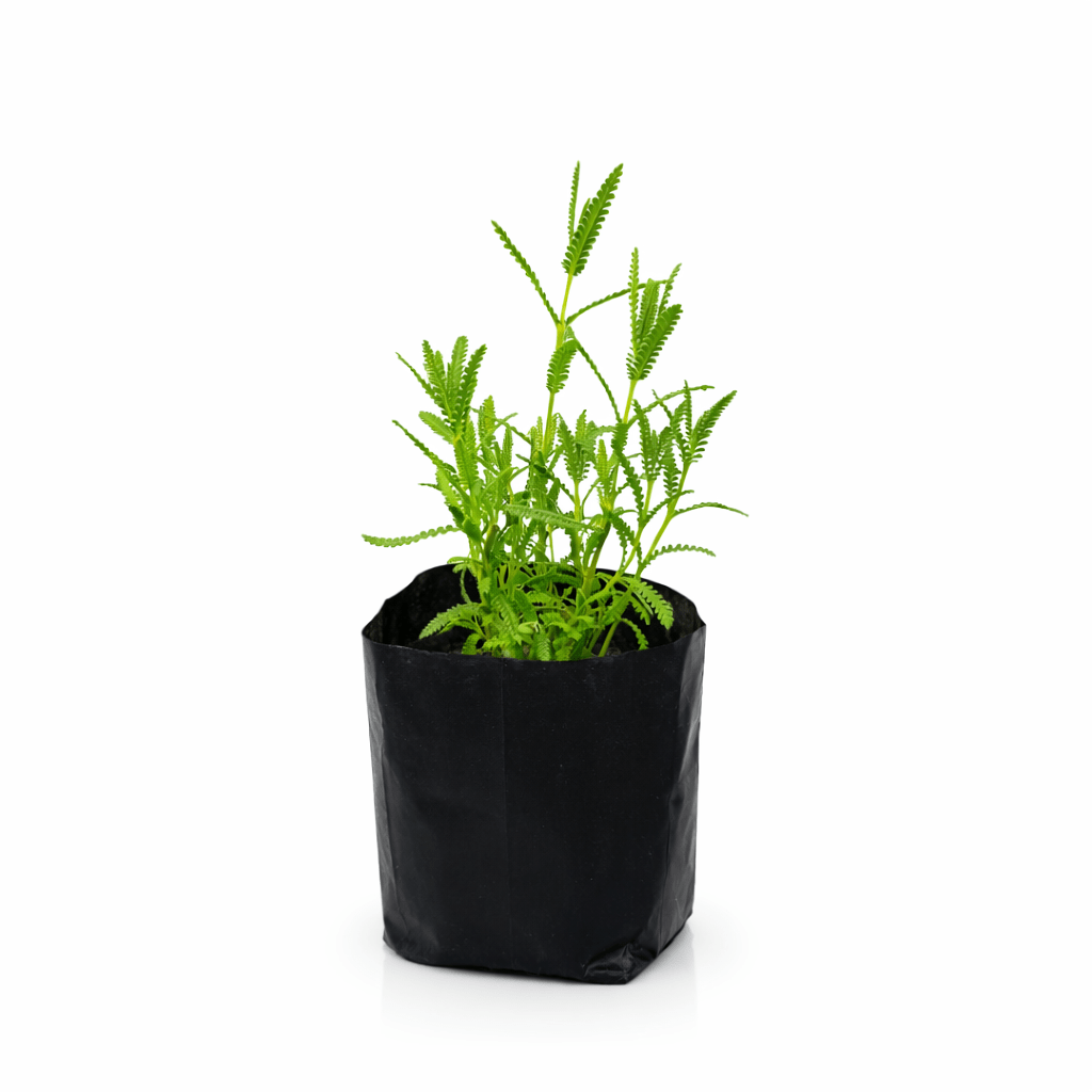 Planta de lavanda natural en maceta Vivo Interior