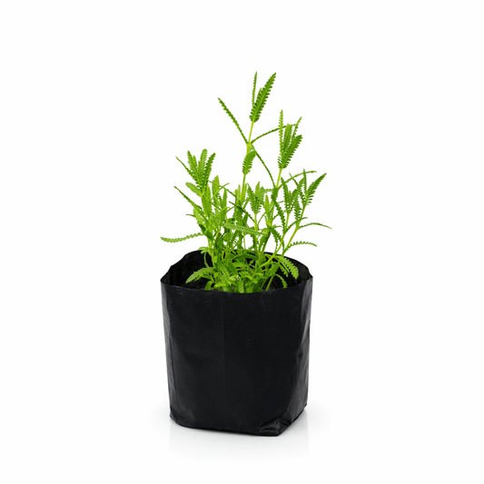 Planta de lavanda natural en maceta Vivo Interior