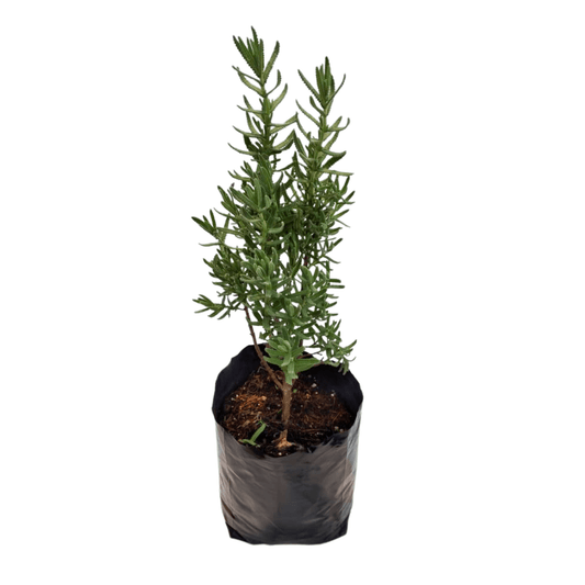 Lavanda - Vivo Interior