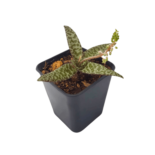 Ledebouria socialis - Vivo Interior