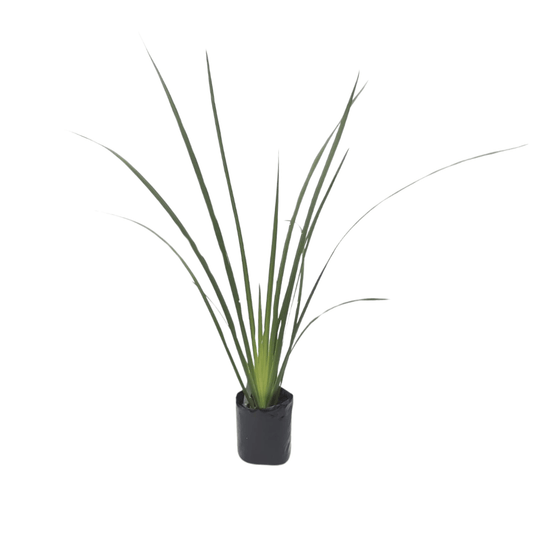 Lirio persa - Vivo Interior