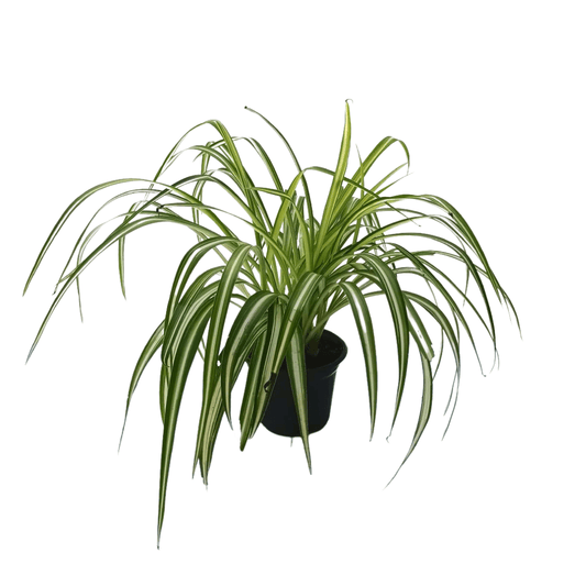 Listón - Vivo Interior