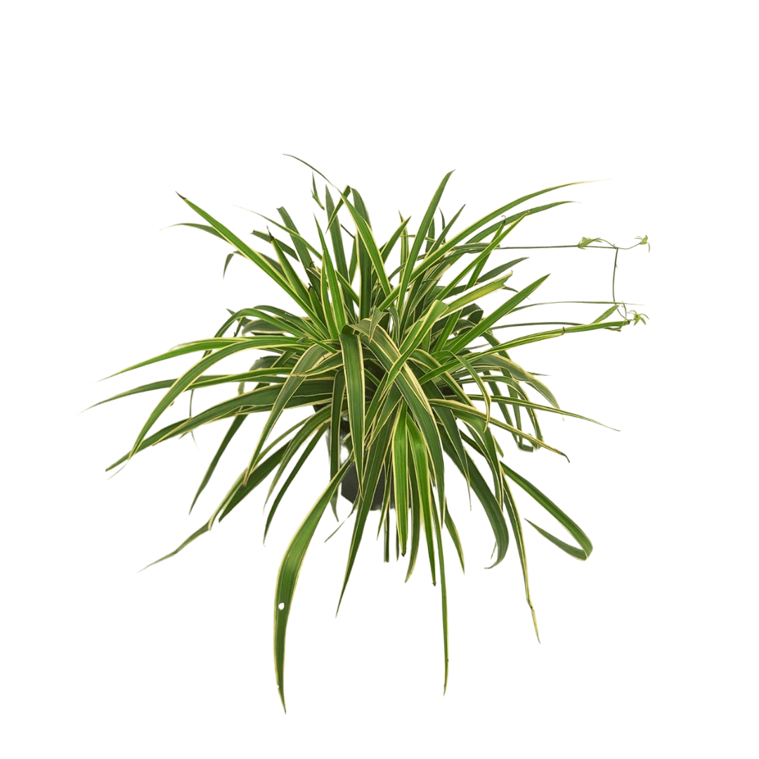 Listón Español - Vivo Interior