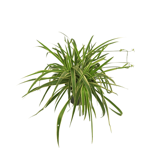 Listón Español - Vivo Interior