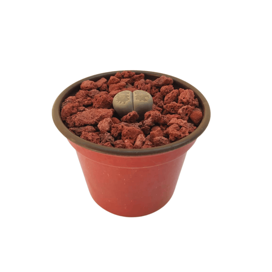 Lithops "Piedras vivas" - Vivo Interior