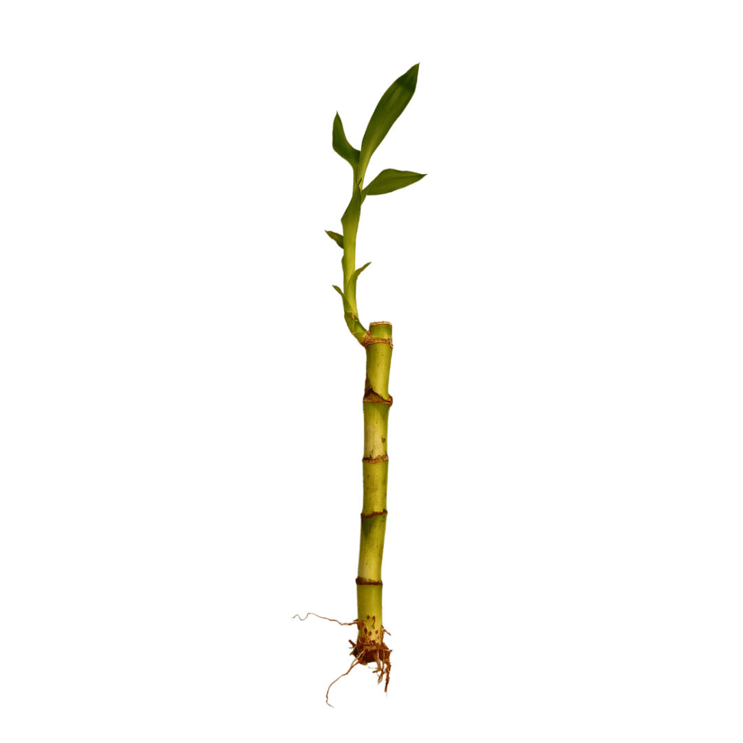 comprar lucky bamboo Lucky Bamboo en Agua – Bambú de la Suerte con Envío a Todo México