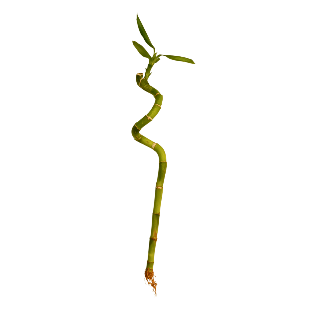 Lucky bamboo en agua con piedras decorativas envío a todo México Vivo Interior