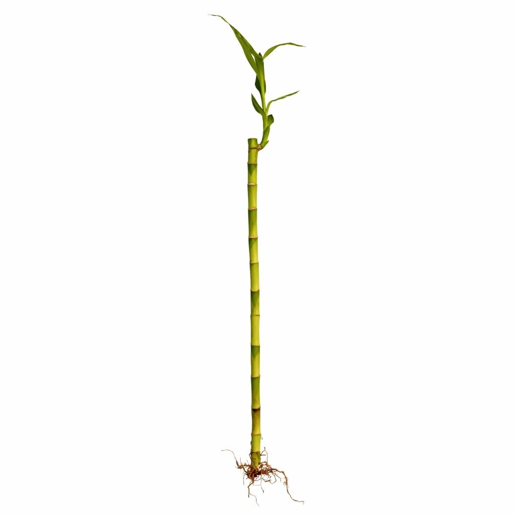 Planta lucky bamboo en agua elegante para oficina y hogar