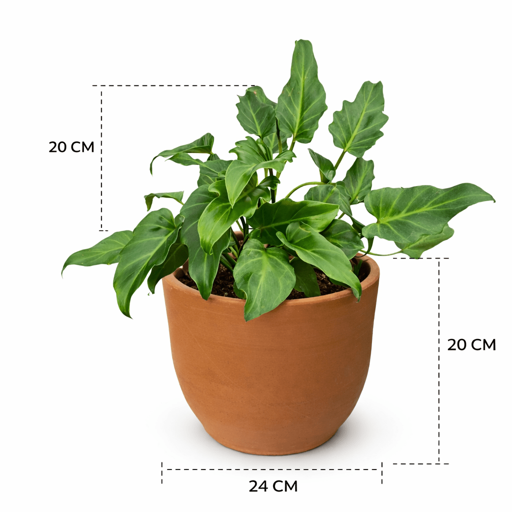 Maceta campana con xanadú - Vivo Interior