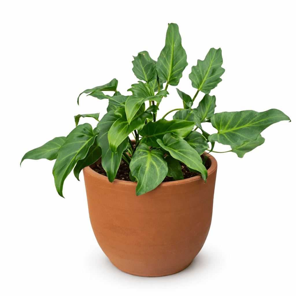 Maceta campana con xanadú - Vivo Interior