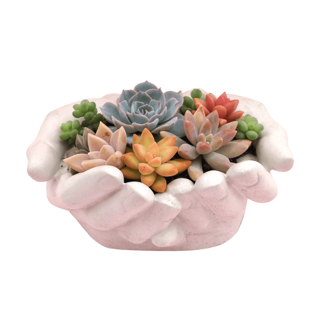 Manitas sucs - Vivo Interior