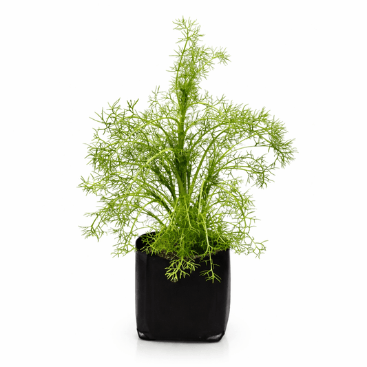 Planta de manzanilla natural en maceta Vivo Interior