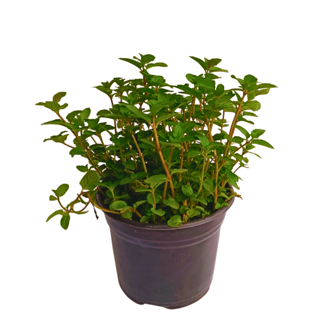 Menta - Vivo Interior