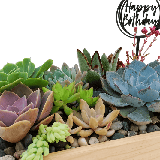 Mini jardín suculento - Vivo Interior