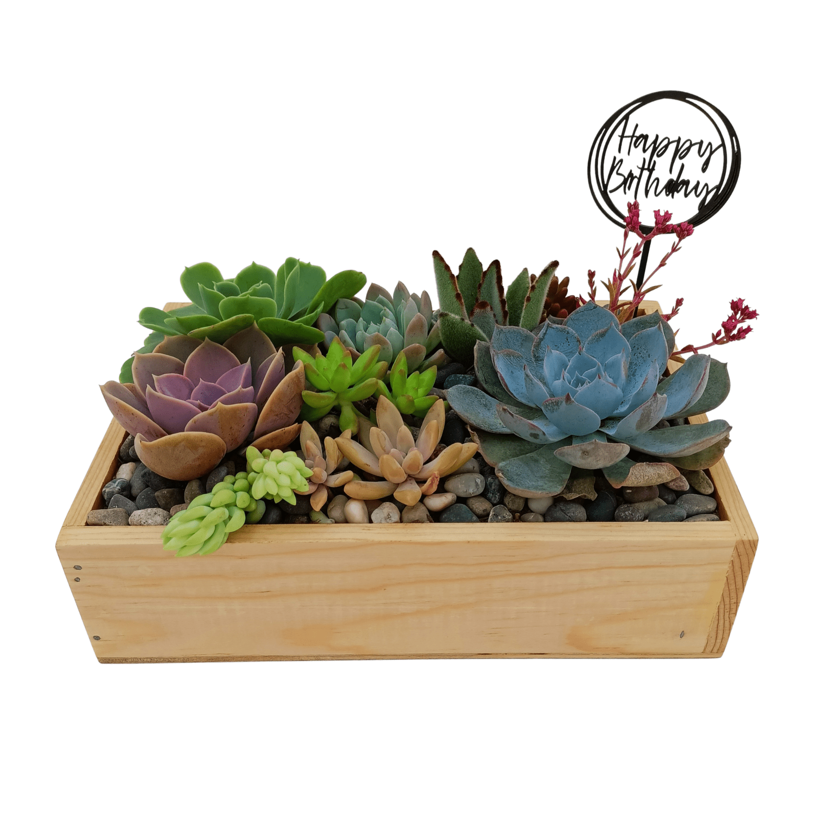 Mini jardín suculento - Vivo Interior