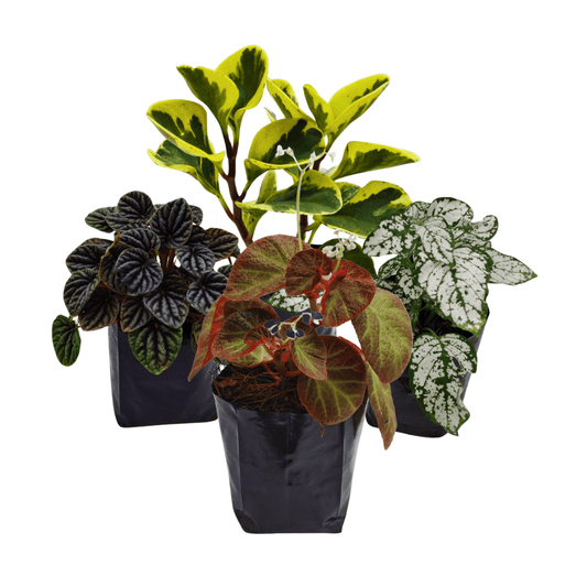 Minis de interior - Vivo Interior