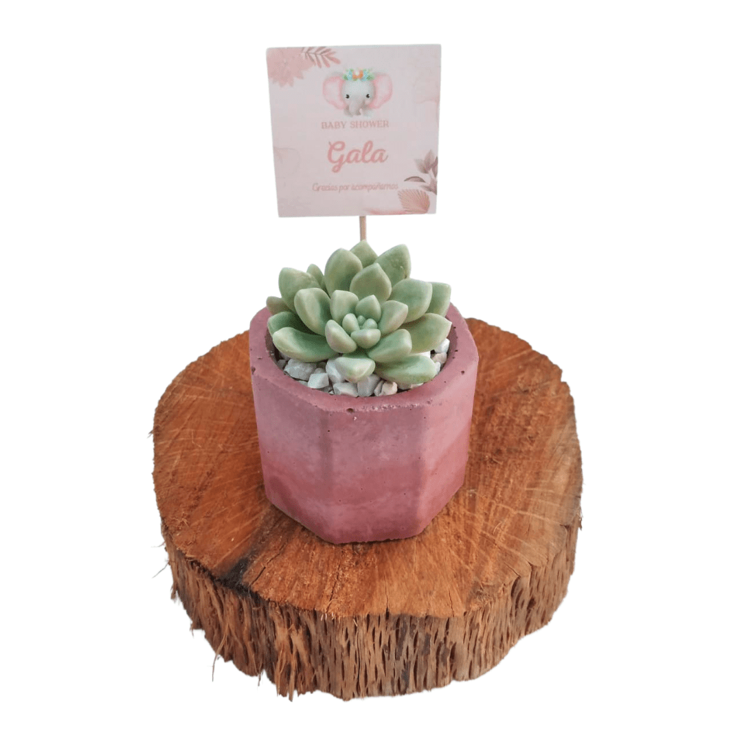 Minis en concreto - Vivo Interior