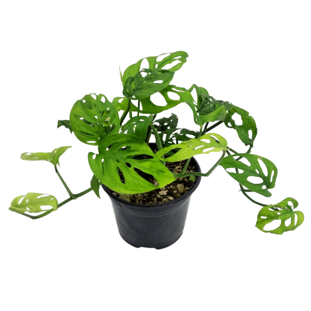 Monstera Adansonii - Vivo Interior
