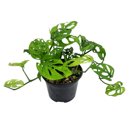 Monstera Adansonii - Vivo Interior