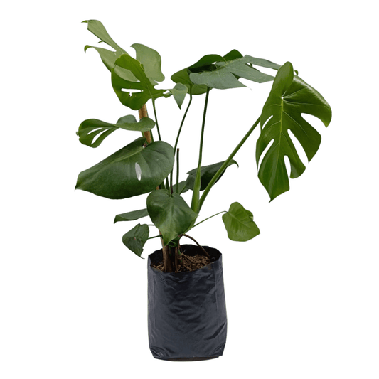 Monstera deliciosa grande - Vivo Interior