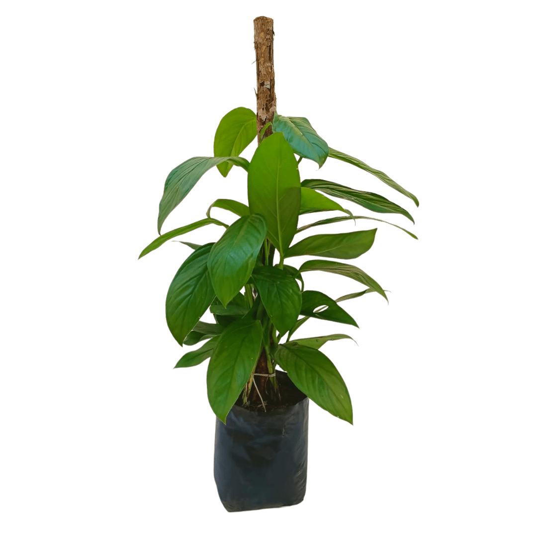 Monstera Lechleriana - Vivo Interior
