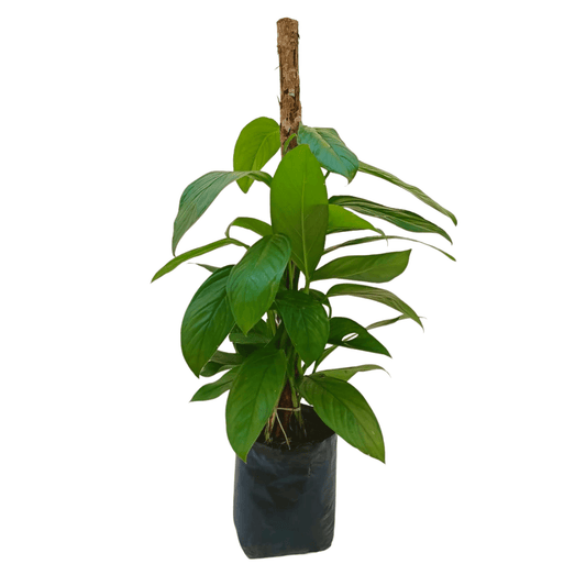 Monstera Lechleriana - Vivo Interior