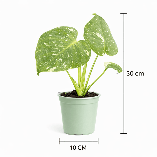 Monstera Thai Constellation - Vivo Interior