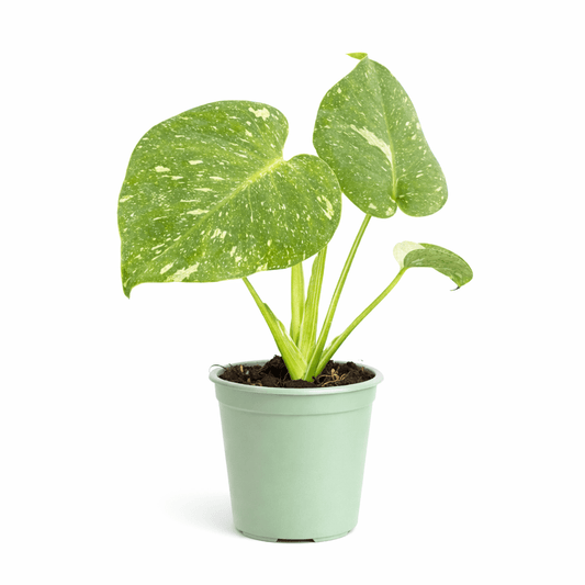 Monstera Thai Constellation - Vivo Interior