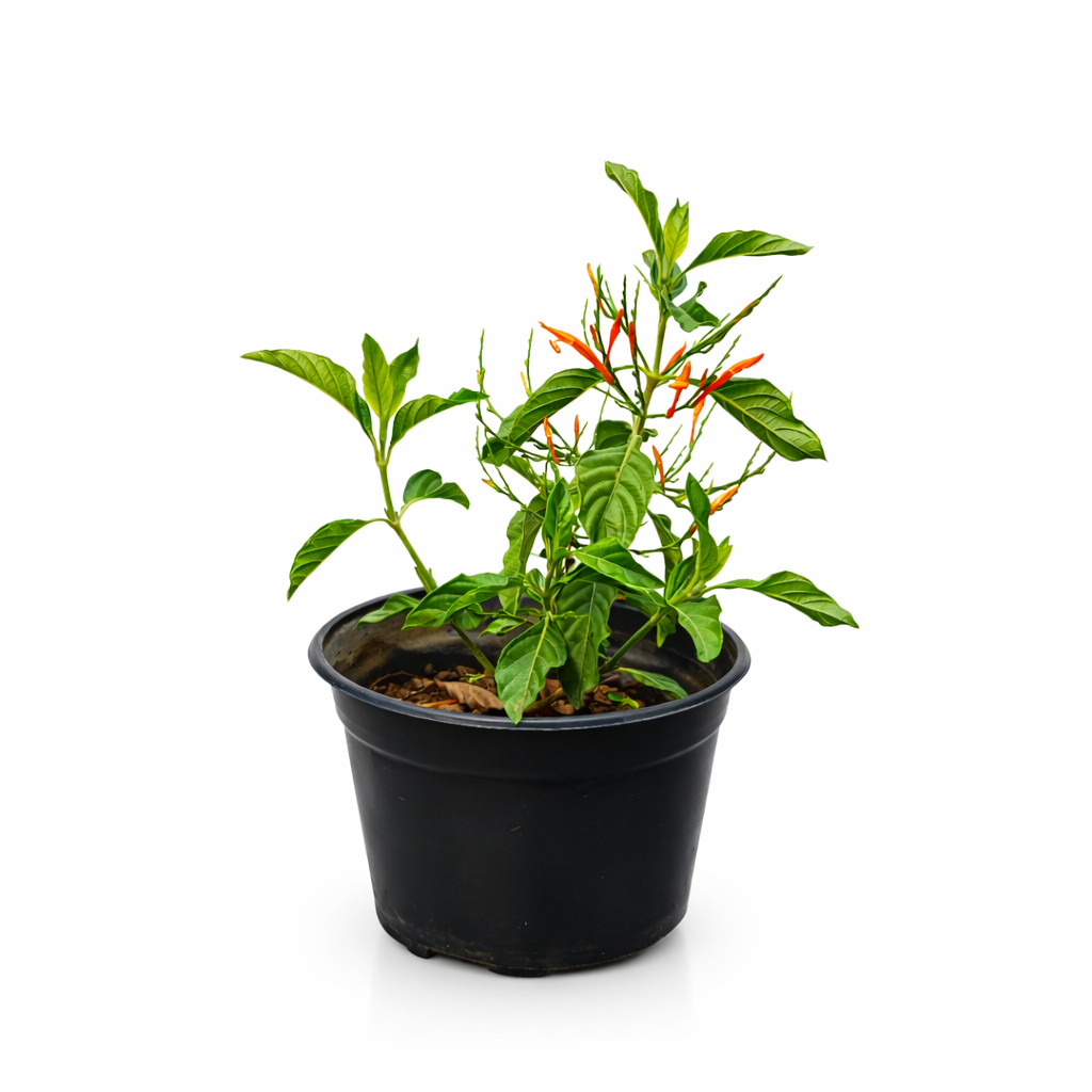 Muicle | Planta ornamental con flores naranjas | Vivo Interior