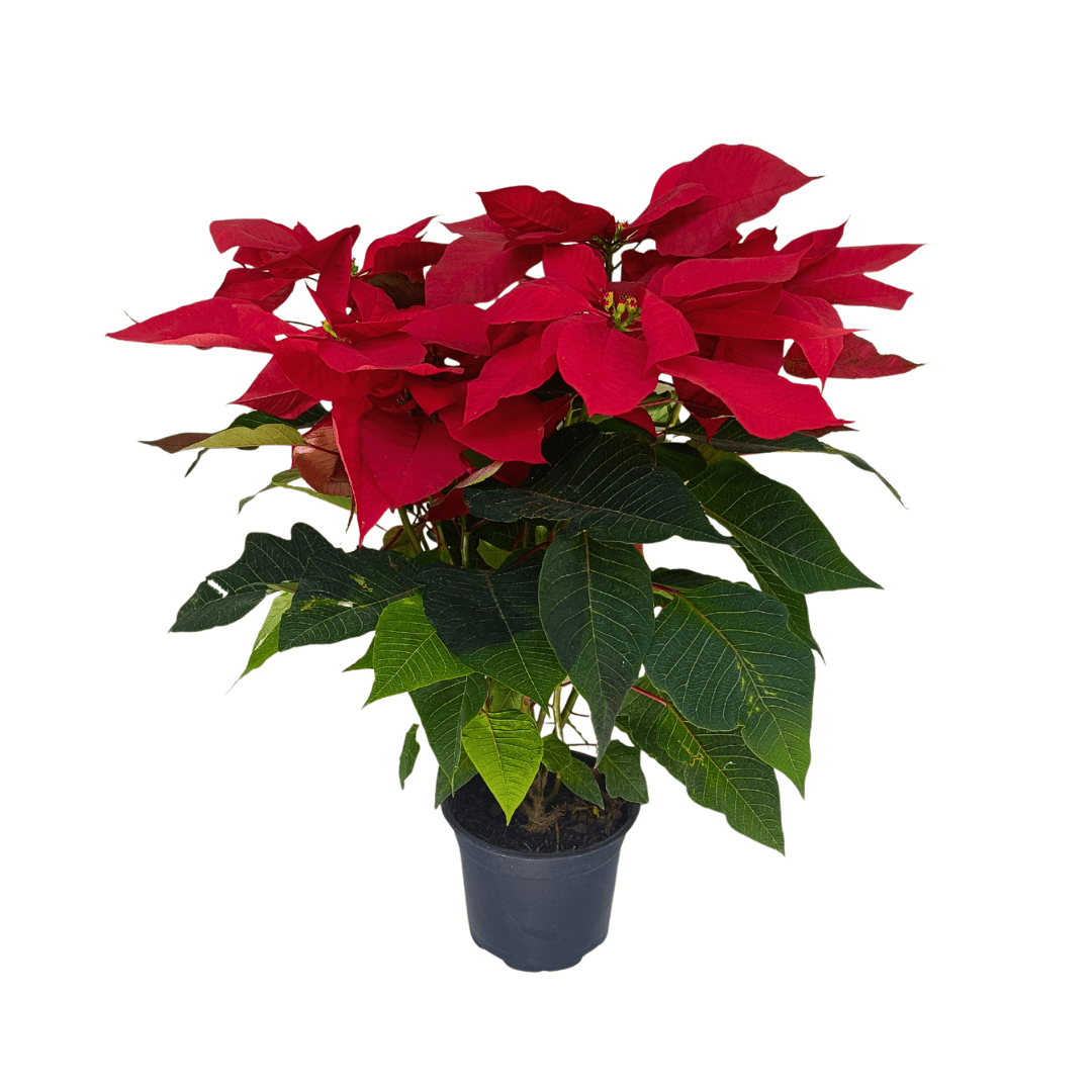 Nochebuena - Vivo Interior