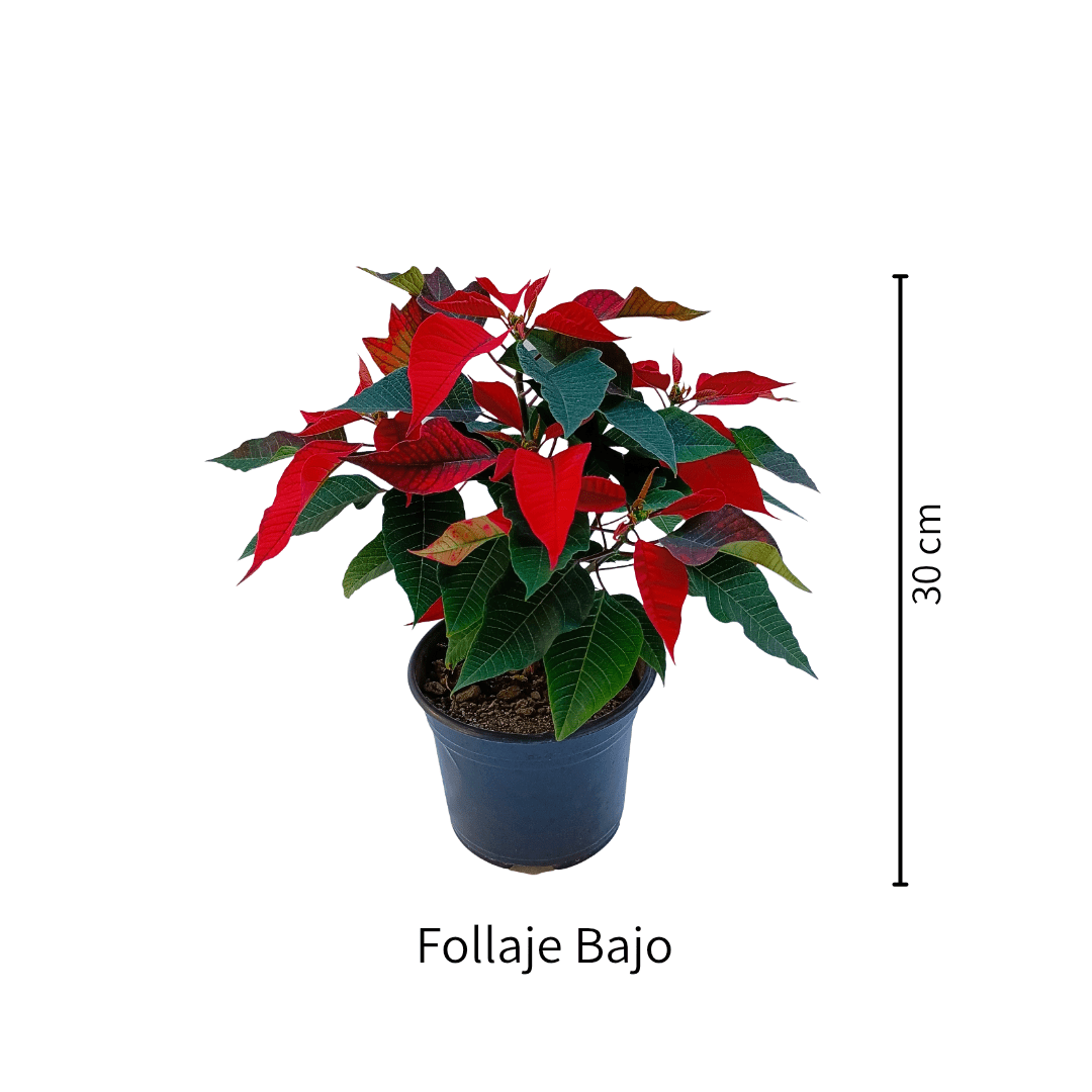 Nochebuena - Vivo Interior